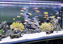 Tổng hợp trên 5 cách làm sạch kính hồ cá đơn giản, tiết kiệm, an toàn