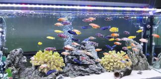 Tổng hợp trên 5 cách làm sạch kính hồ cá đơn giản, tiết kiệm, an toàn