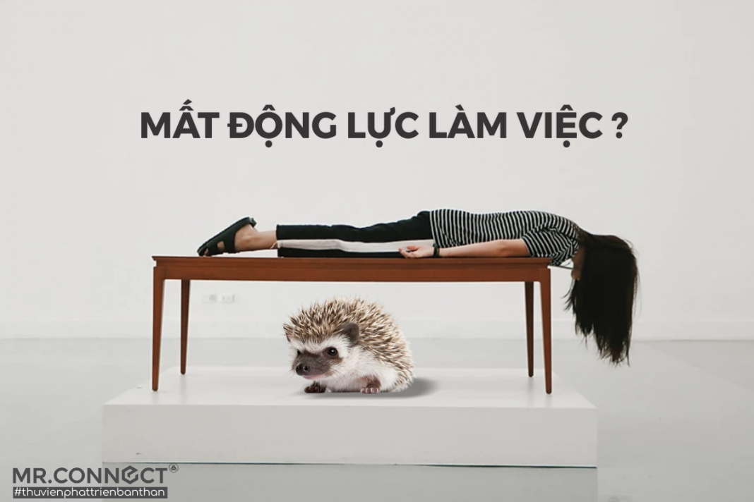 Thuyết con nhím - Giải mã lý do bạn mất động lực làm việc