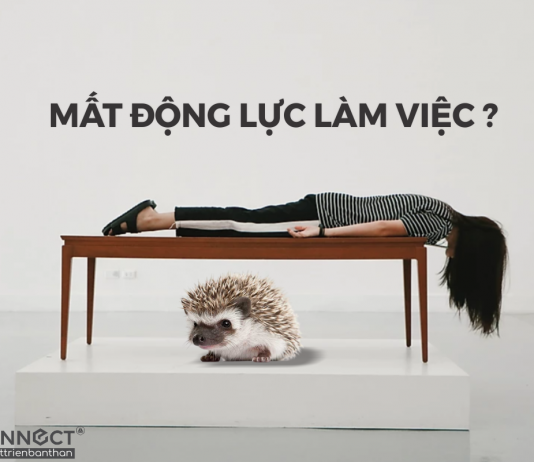 Thuyết con nhím – Giải mã lý do bạn mất động lực làm việc chỉ bằng 3 câu hỏi Thuyết con nhím - Giải mã lý do bạn mất động lực làm việc
